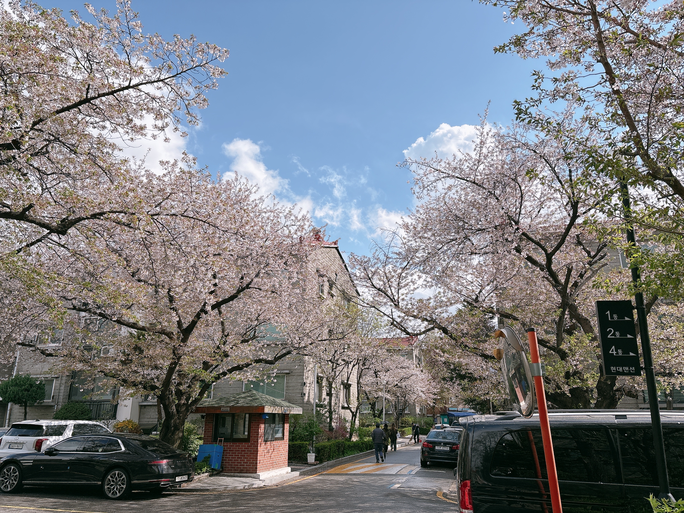 Where to See Cherry Blossoms in Seoul | 7 Hidden Cherry Blossom Spots in Seoul 1 Where to See Cherry Blossoms in Seoul | 7 Hidden Cherry Blossom Spots in Seoul