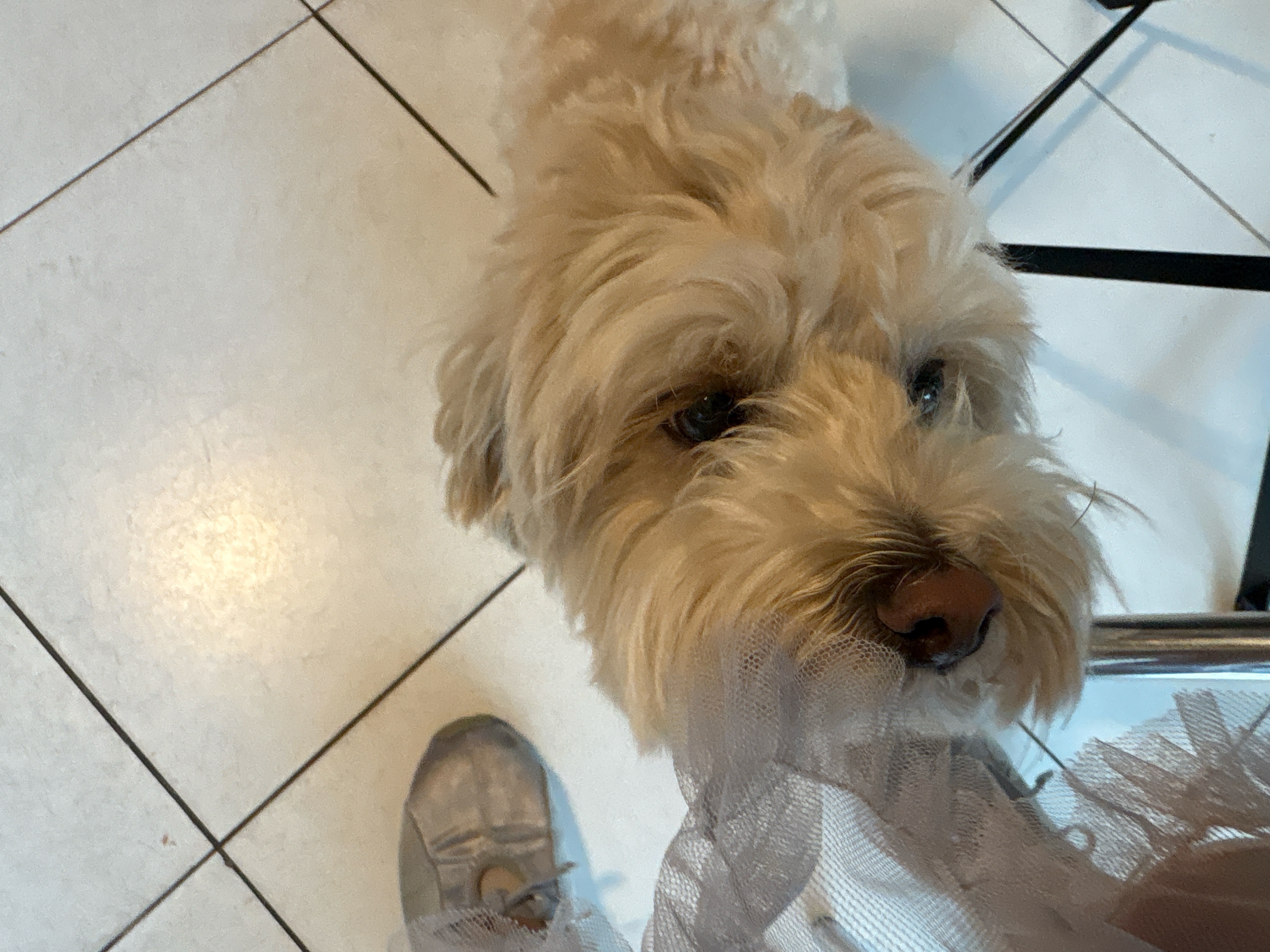 신당 애견동반 와인바 테이블보 (Tablebo) | 상주견 단추가 있는 힐링 공간 솔직 후기